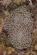 Coral (Euphyllia ancora), Anilao, Filipinas, 2023-08-22, DD 292