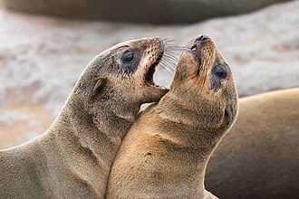 080 Baby cape fur seals fighting at Cape cross Photo by Giles Laurent