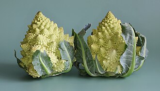 Romanesco broccoli 2025 G2
